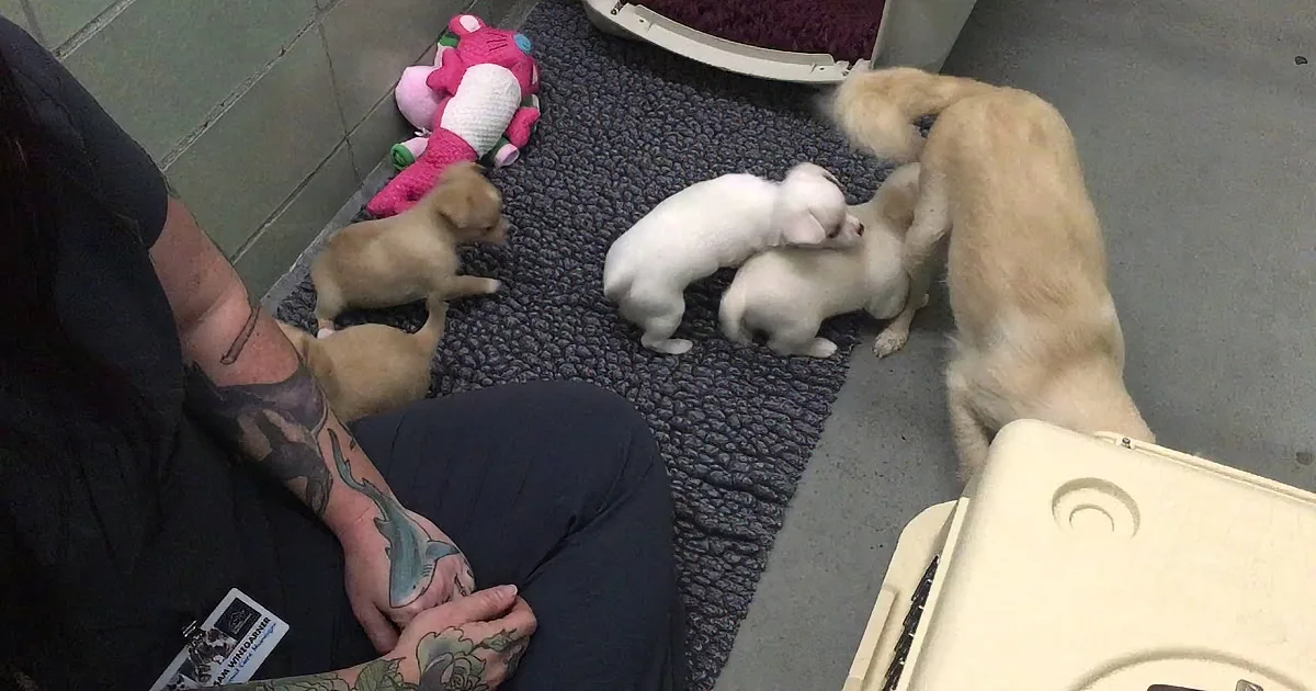 A person with tattoos sits on a gray mat surrounded by four playful puppies and a pink stuffed toy.