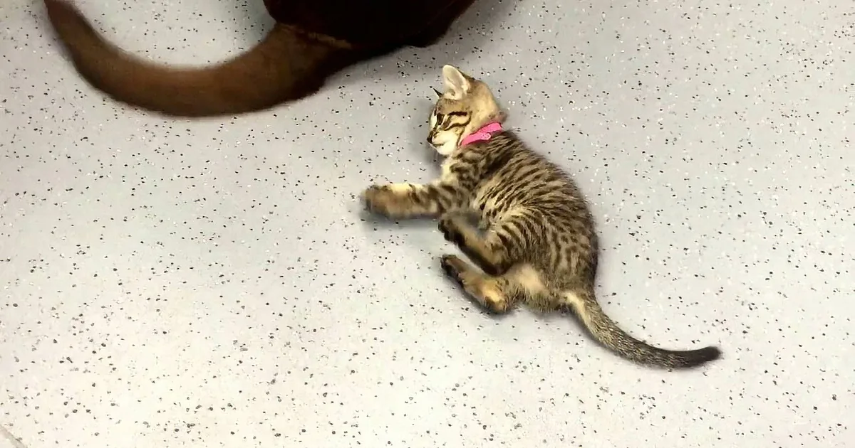 A playful kitten with a pink collar lies on its back on a speckled floor, tail extended.