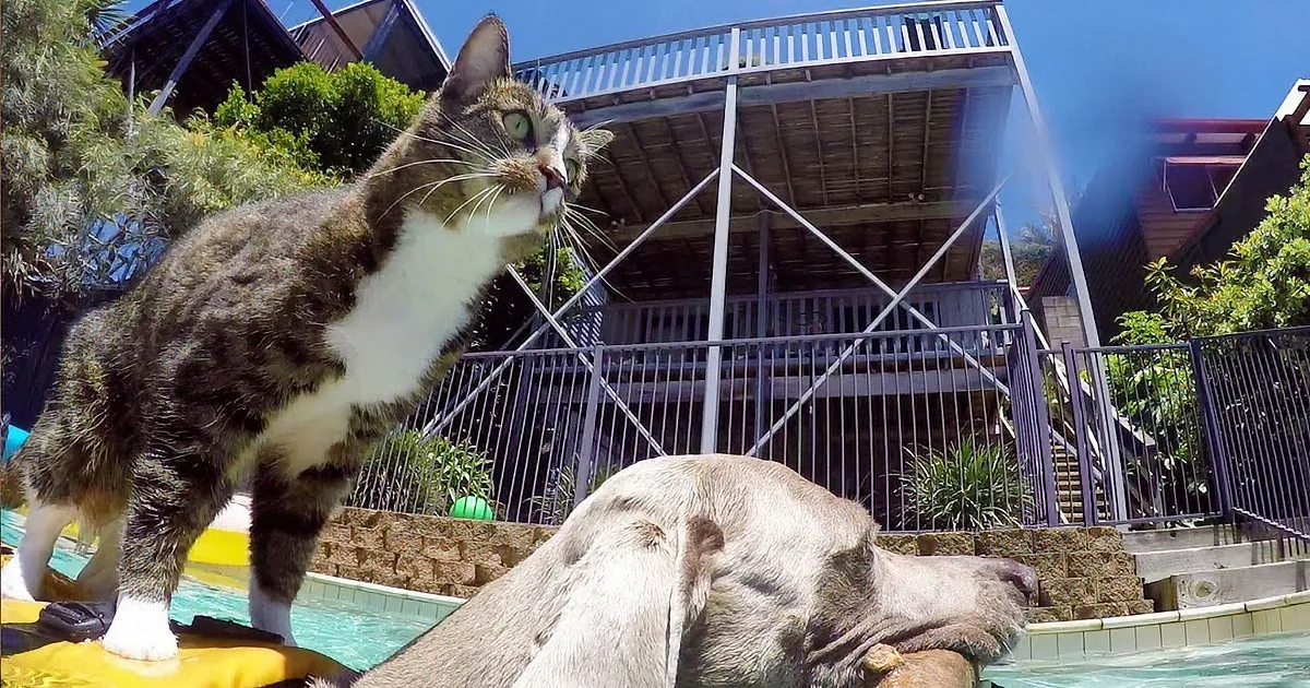A cat stands on a yellow float in a pool, looking up, with a dog sleeping nearby and a house in the background.