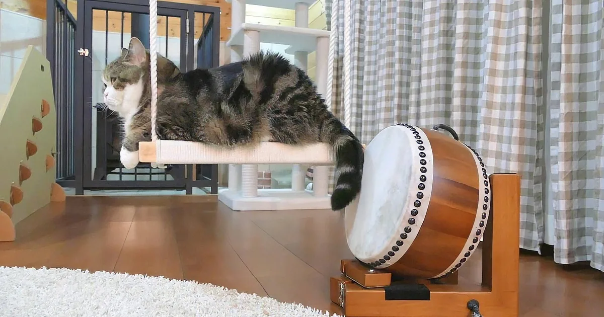 A tabby cat lounges on a cat tree, with a large taiko drum nearby in a cozy indoor setting.