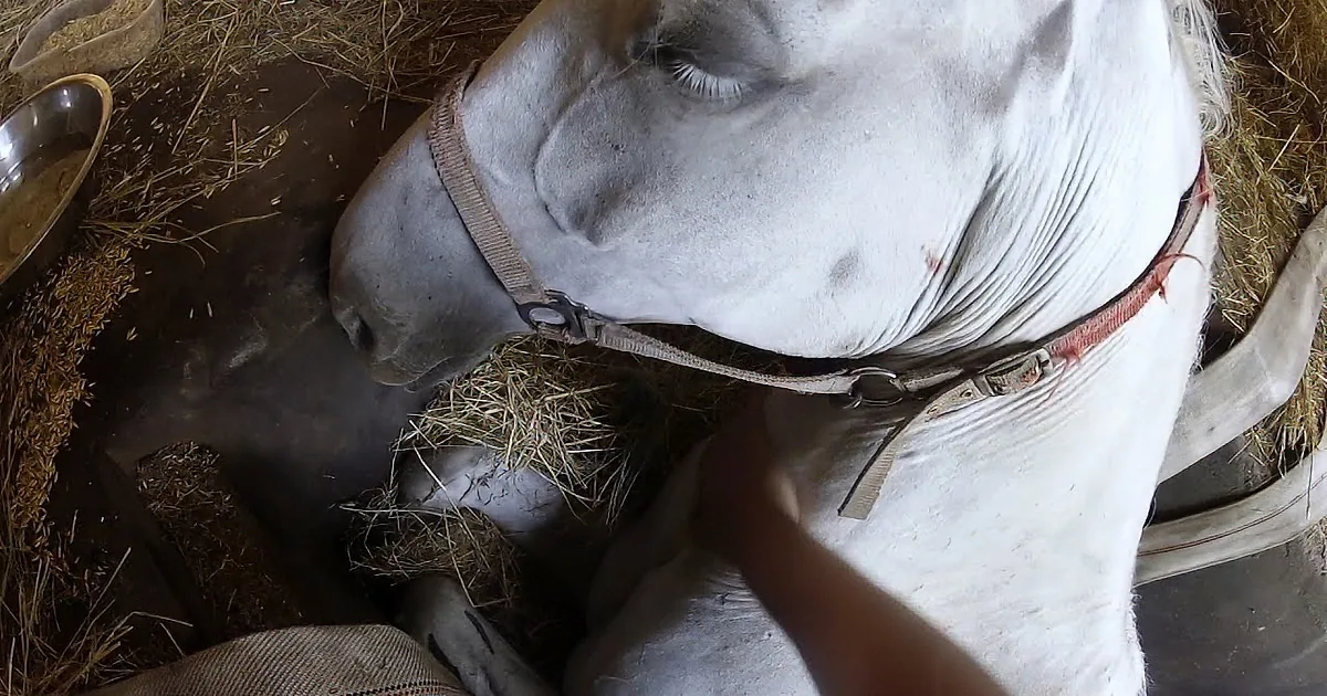 A white cow with a red collar is lying down, surrounded by hay and a metal bowl with grains.