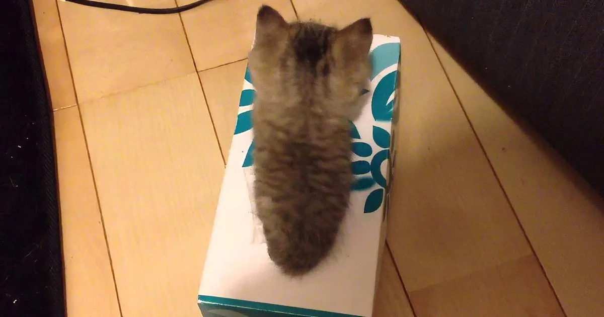 A fluffy gray kitten stands on a white box with blue patterns on a wooden floor.