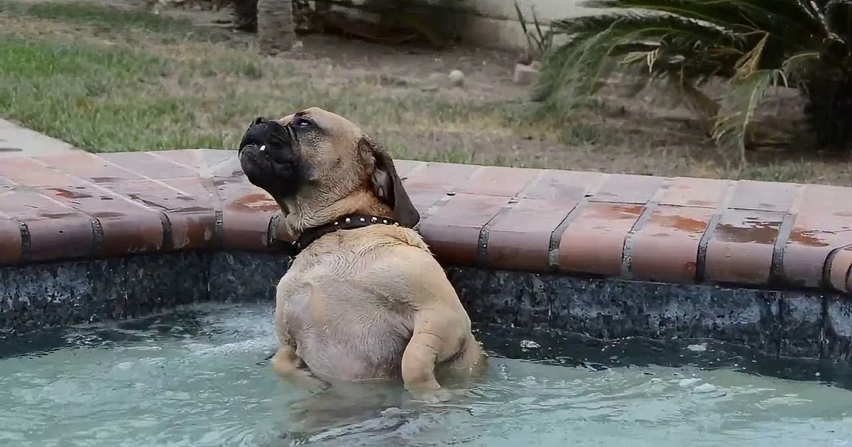 A dog with a black collar is partially submerged in a pool, looking up with its head tilted.