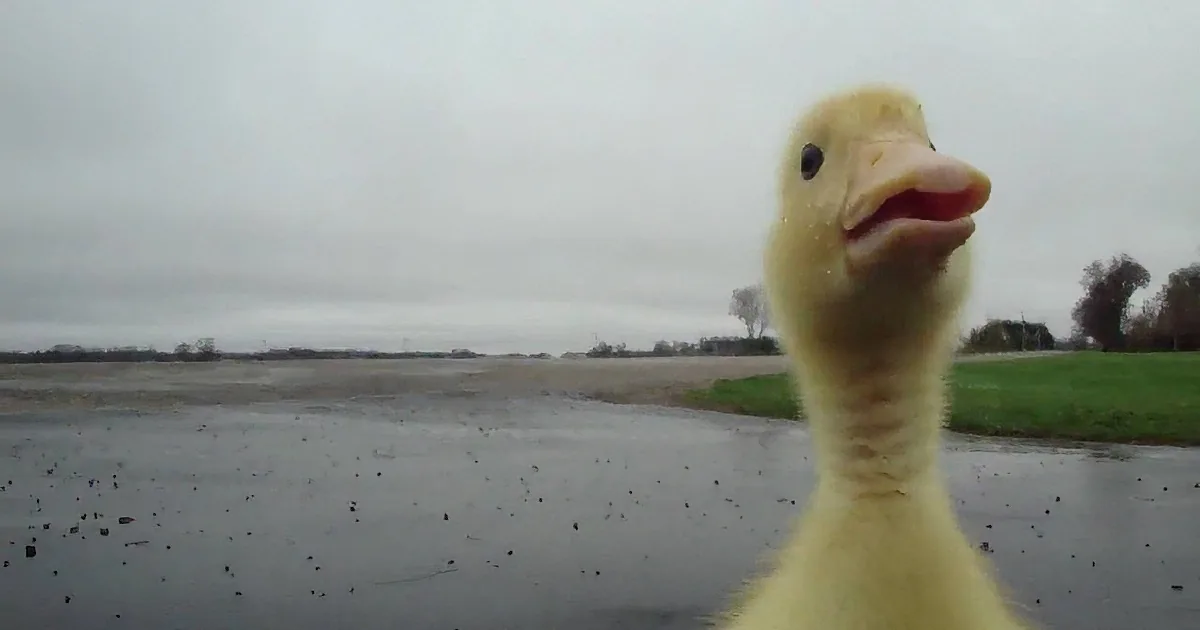 A close-up of a yellow duckling with its beak open, standing on a wet road under a cloudy sky.