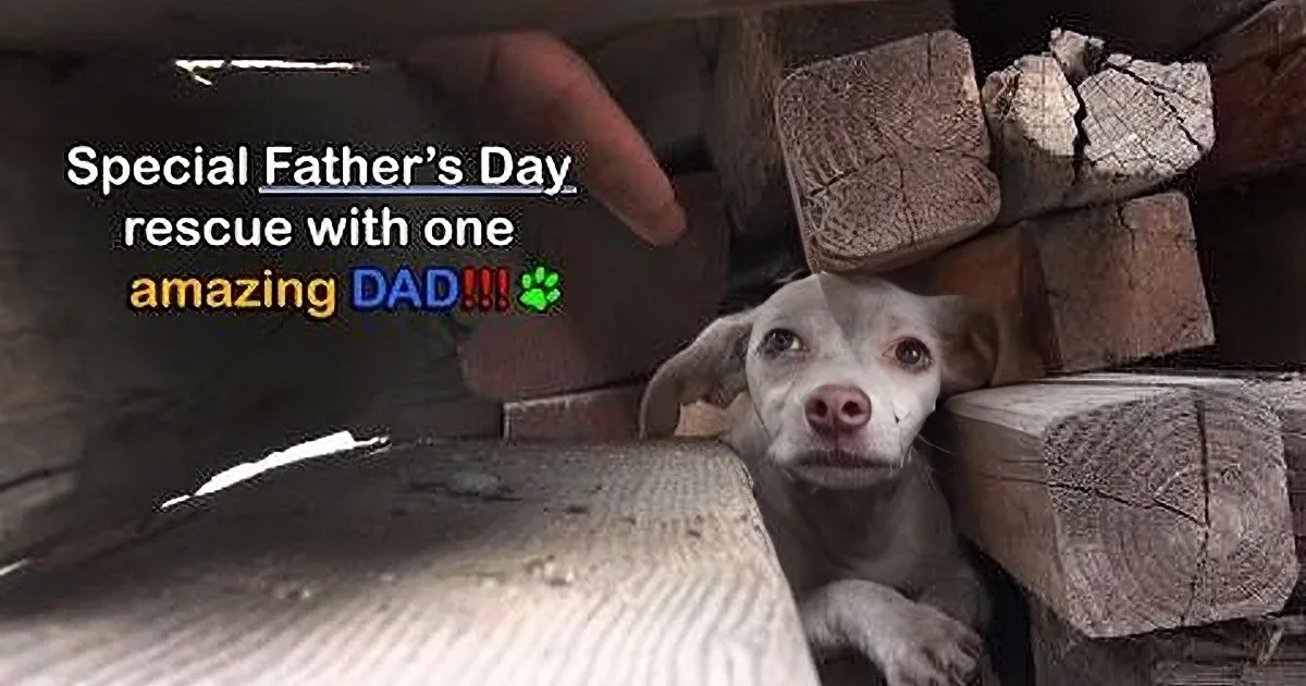 A dog peers through wooden beams with text overlay about a Father's Day rescue.