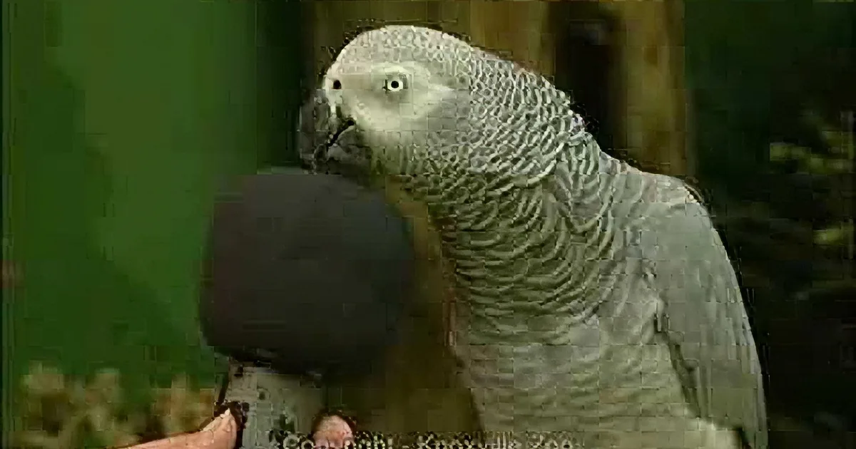 When Asked 'so, Think You're Famous?' This Parrot Responds Without Missing a Beat! LOL!