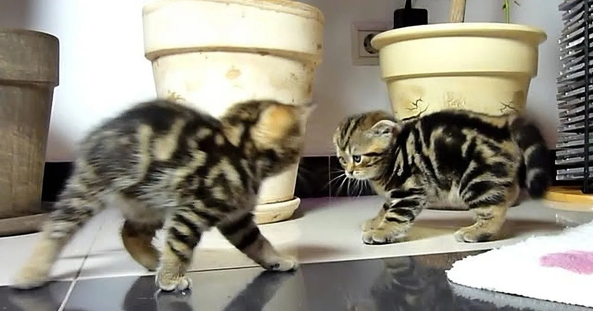 Two tabby kittens explore a tiled floor near potted plants, one climbing a small structure.