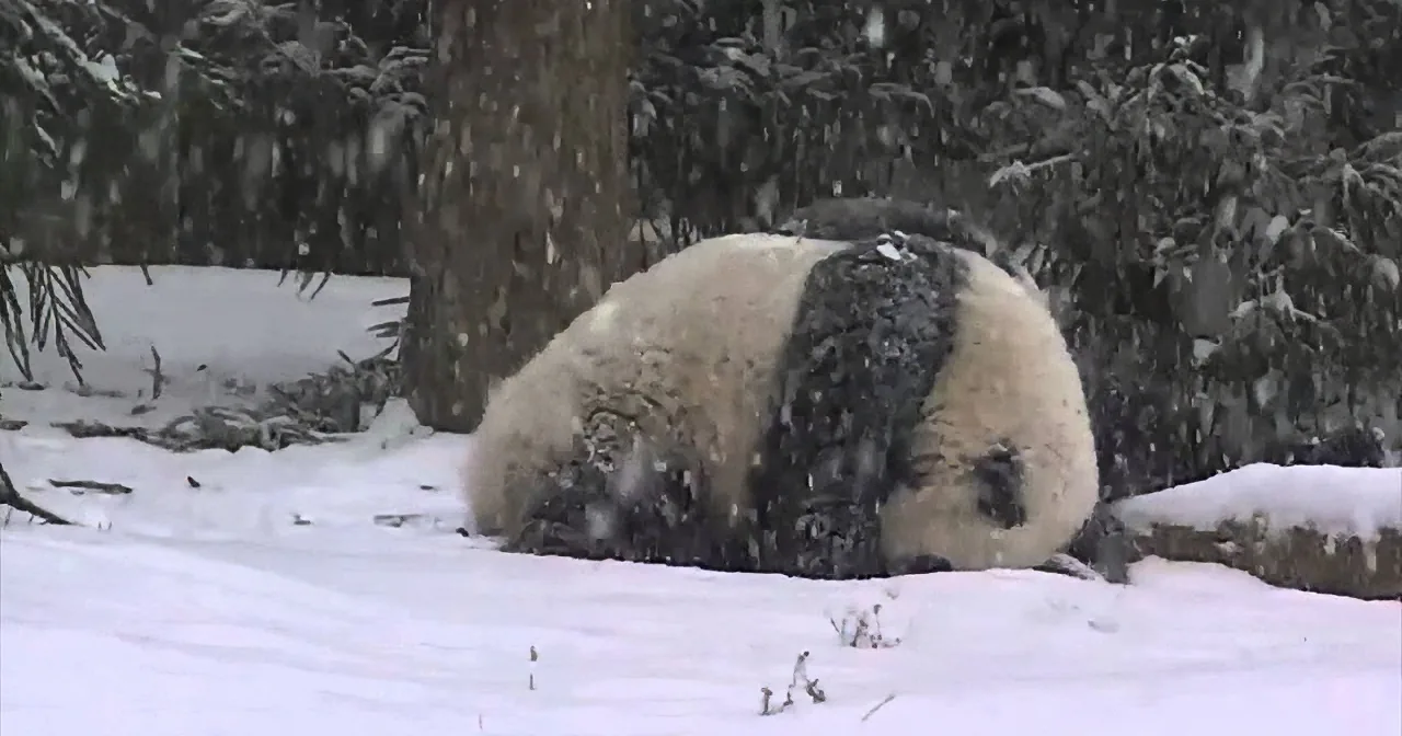 A panda bear is rolling in the snow, its black and white fur contrasting with the white surroundings.