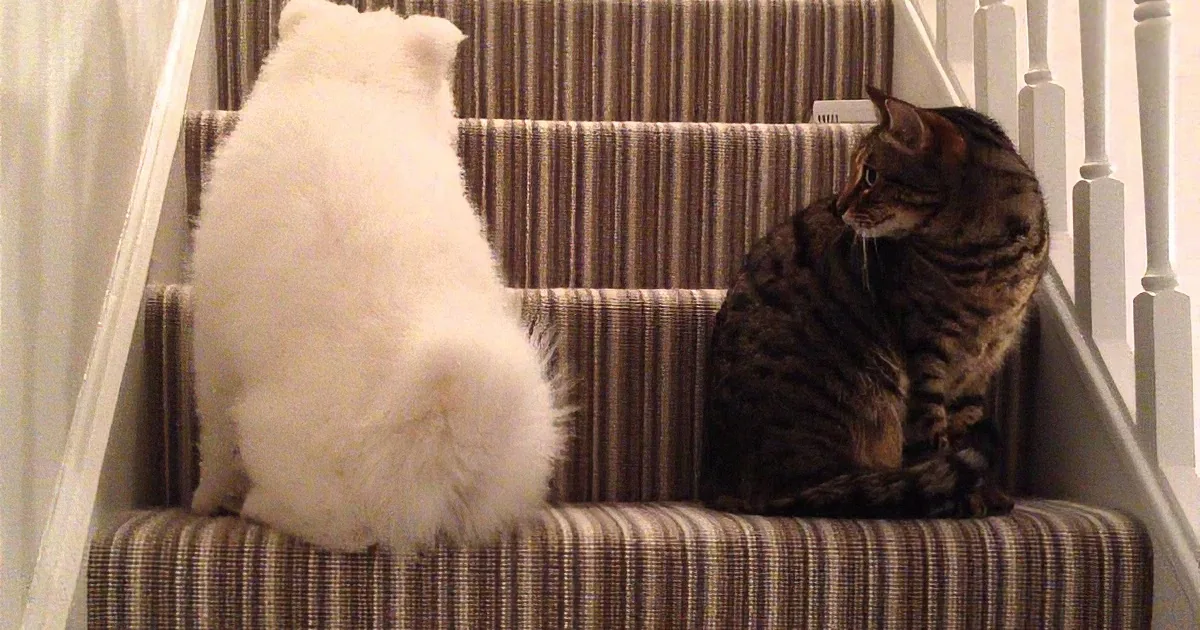 A fluffy white cat and a tabby cat sit on striped stairs, facing each other.