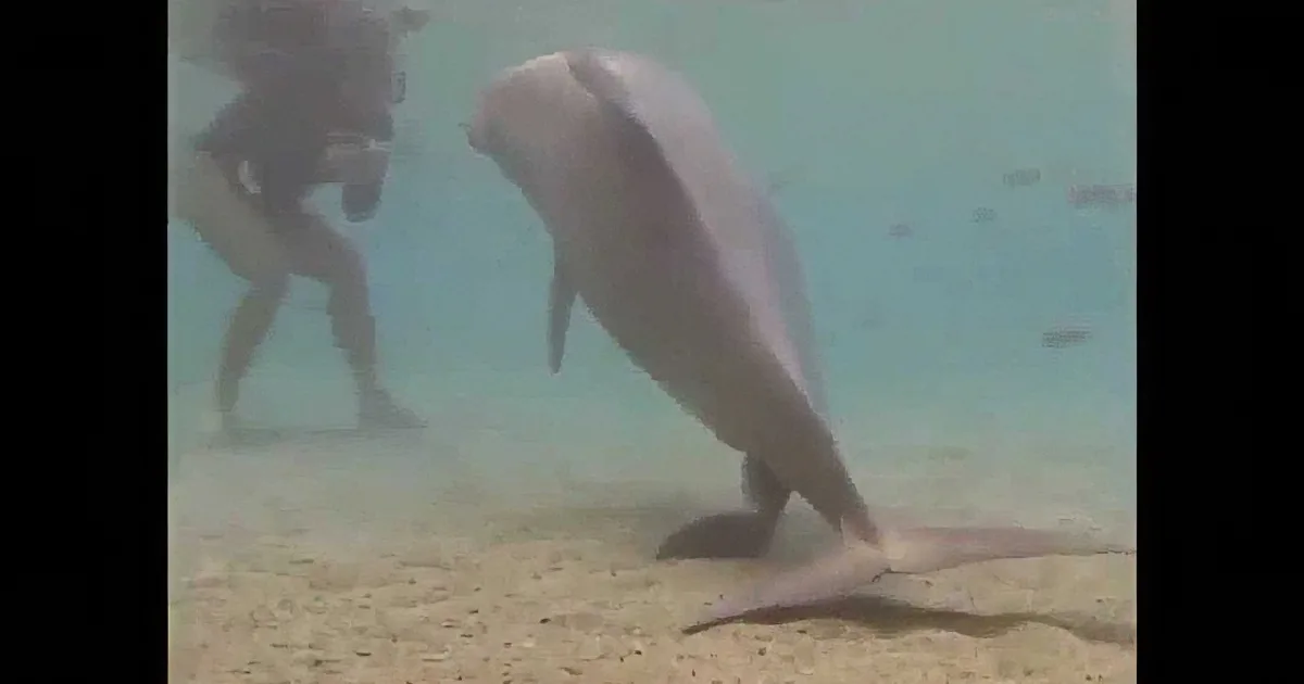A dolphin interacts with a scuba diver underwater, with sand and fish visible in the background.