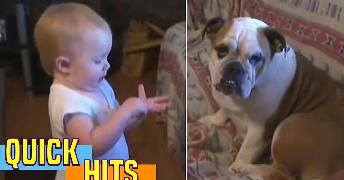 A baby and a bulldog are shown in separate frames, with the baby pointing and the bulldog looking up.