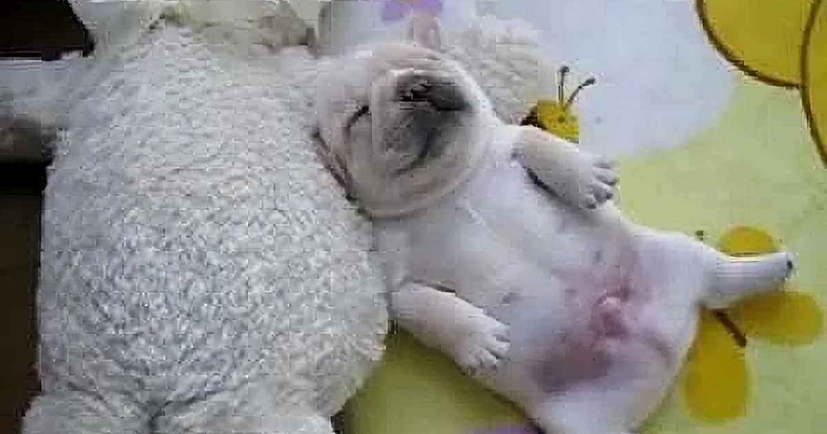 A white puppy is sleeping peacefully on a fluffy white blanket with a yellow and purple background.