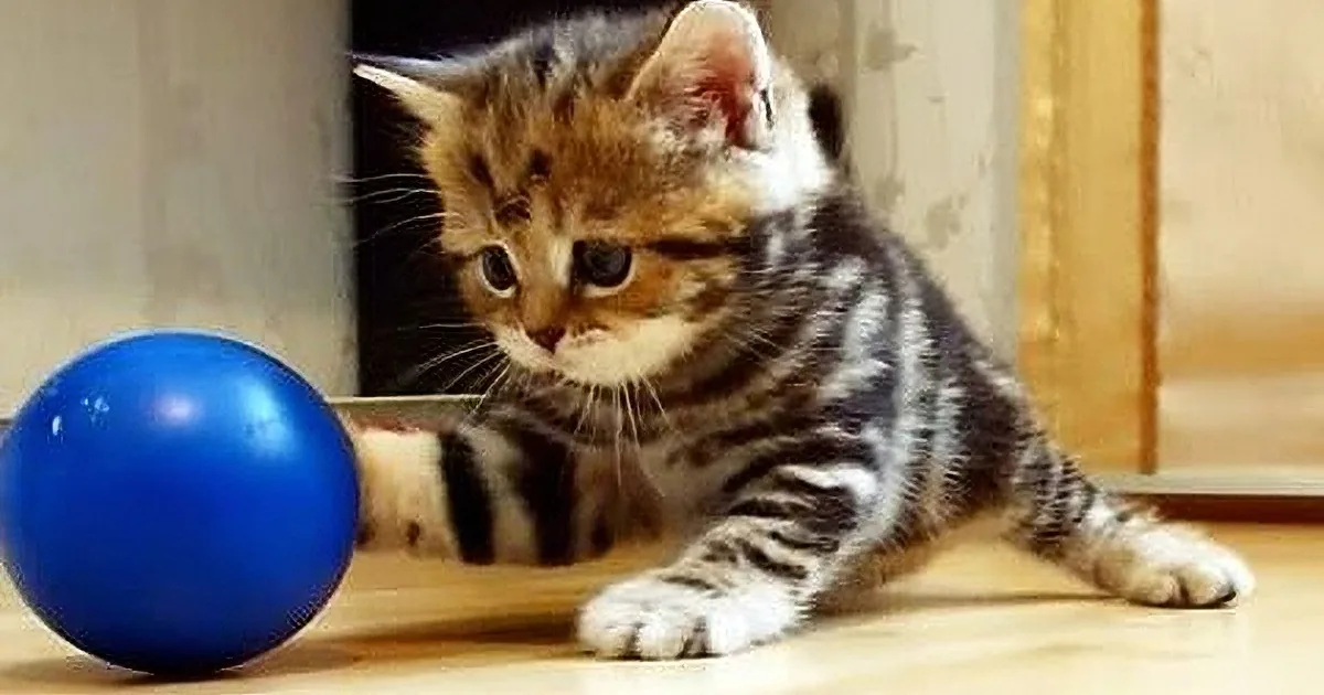 A curious kitten with striped fur plays with a shiny blue ball on a wooden floor.