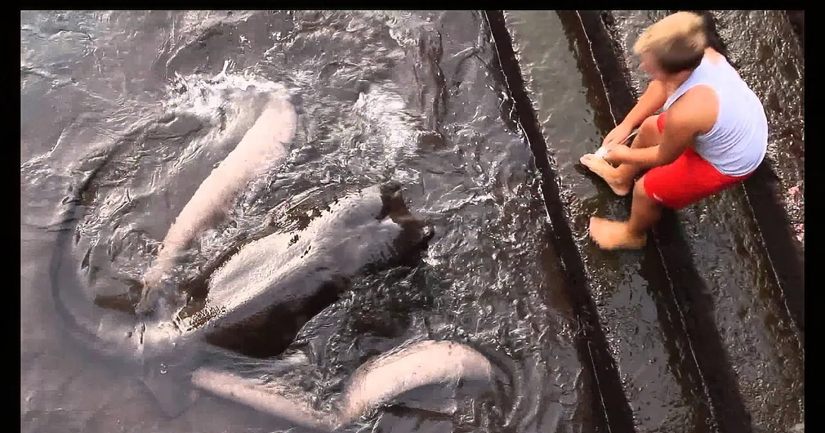 A person sits on a rock, watching a large fish swimming in the water nearby.