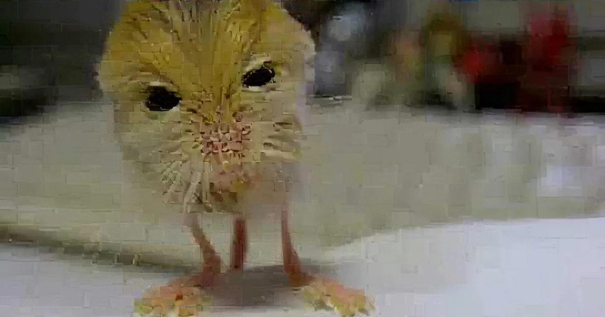 A wet, light-colored hamster with a pink nose and small paws stands on a white surface.