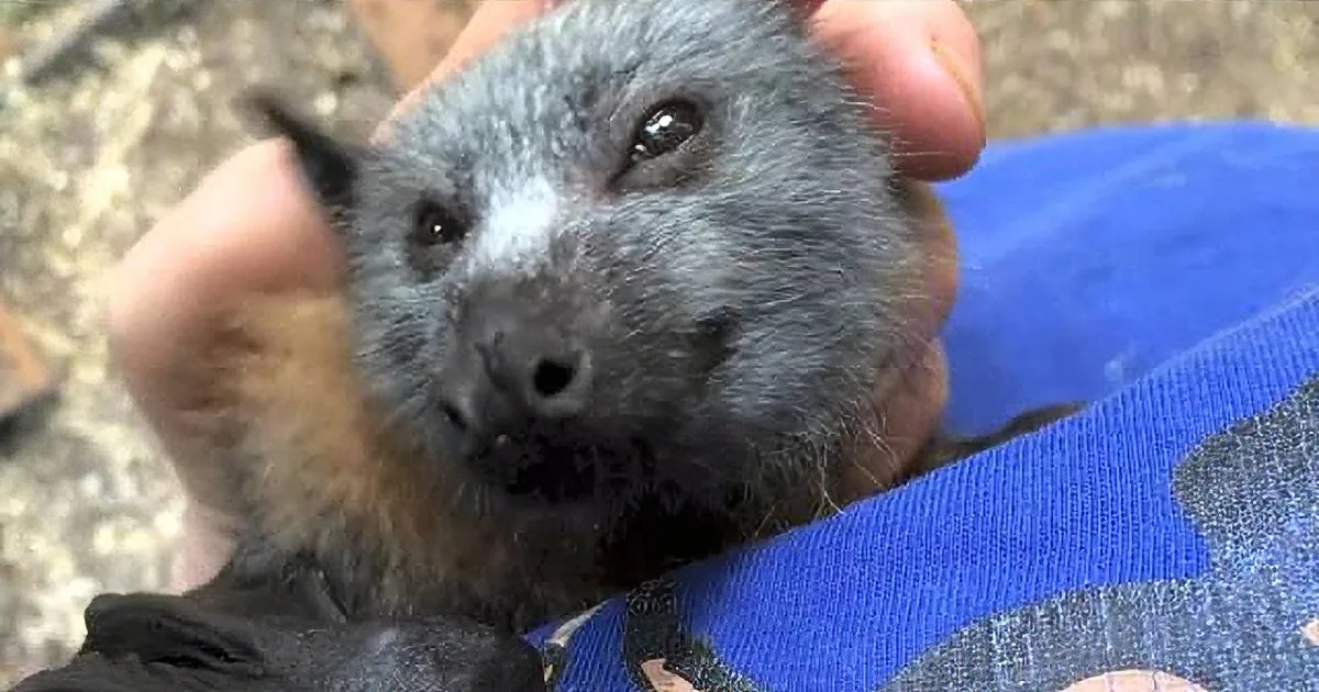 Bats Can Be Quite Adorable. When You Hear the Sounds, This One Makes- How Eerily Precious!
