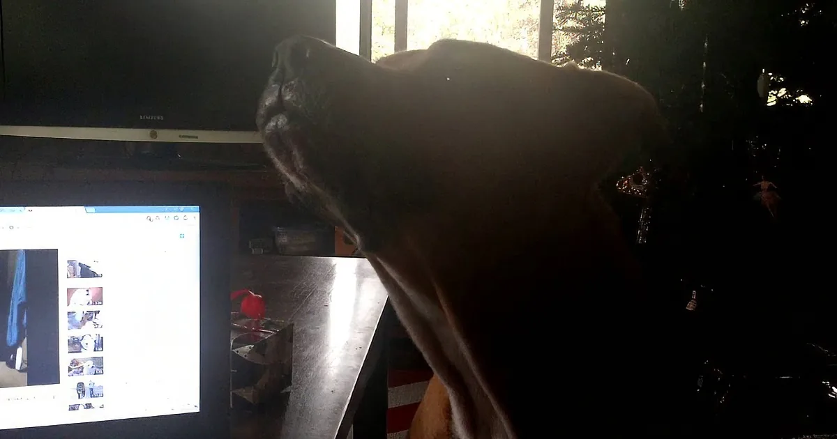 Howling Can Be Hard. One Precious Pit Tries His Hardest but When You Hear the Result? Aww!
