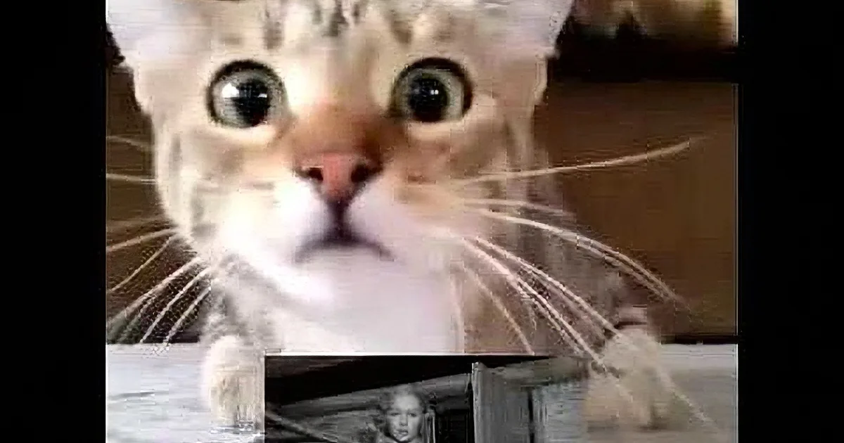 Horror Movies Can Catch Anyone by Surprise. When One Cat Watches a Classic- the Poor Dear.