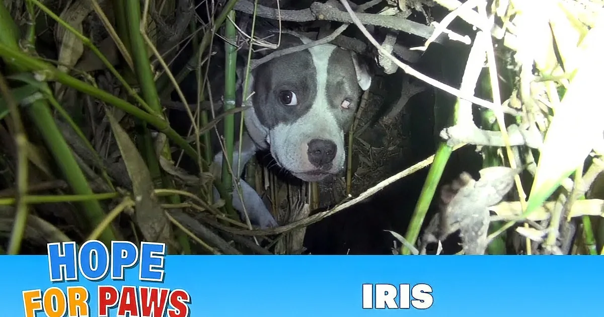 A dog, partially hidden in foliage, is the main subject of the image, with text overlay about a rescue mission.