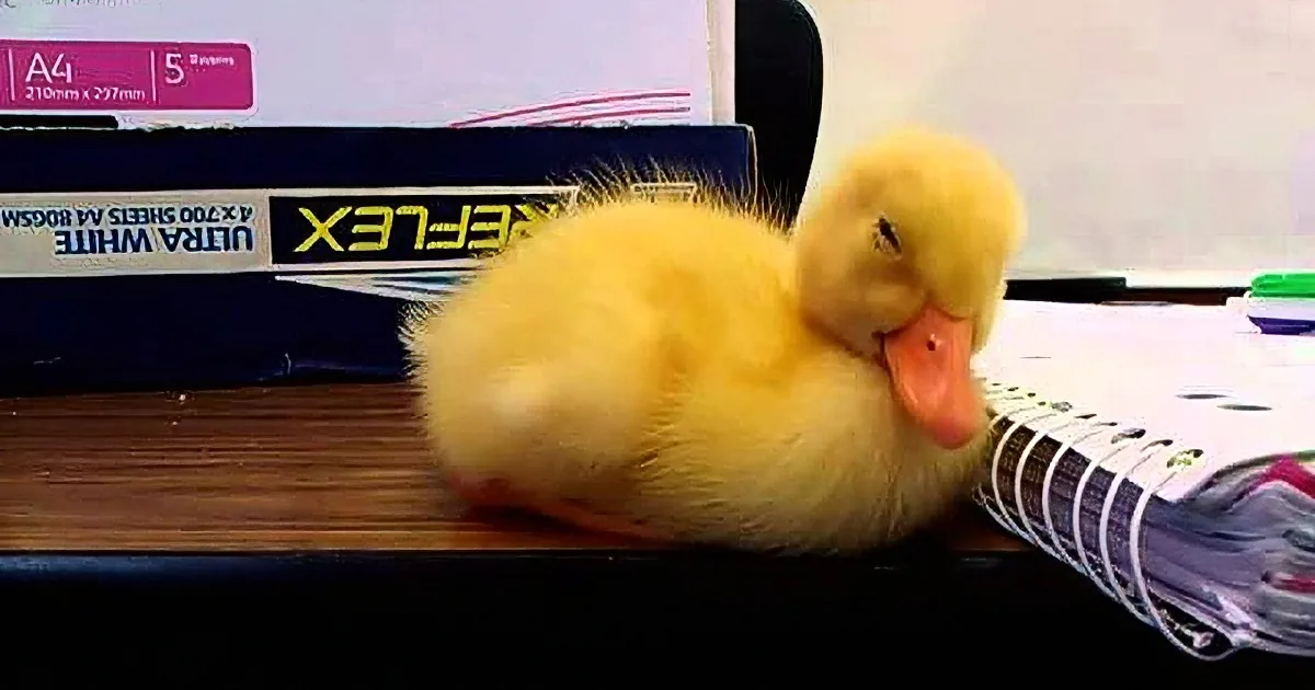 Sleepy Baby Duck Snoozes in Accounting Class, Seems He''s Not Going to Get Good Grades!