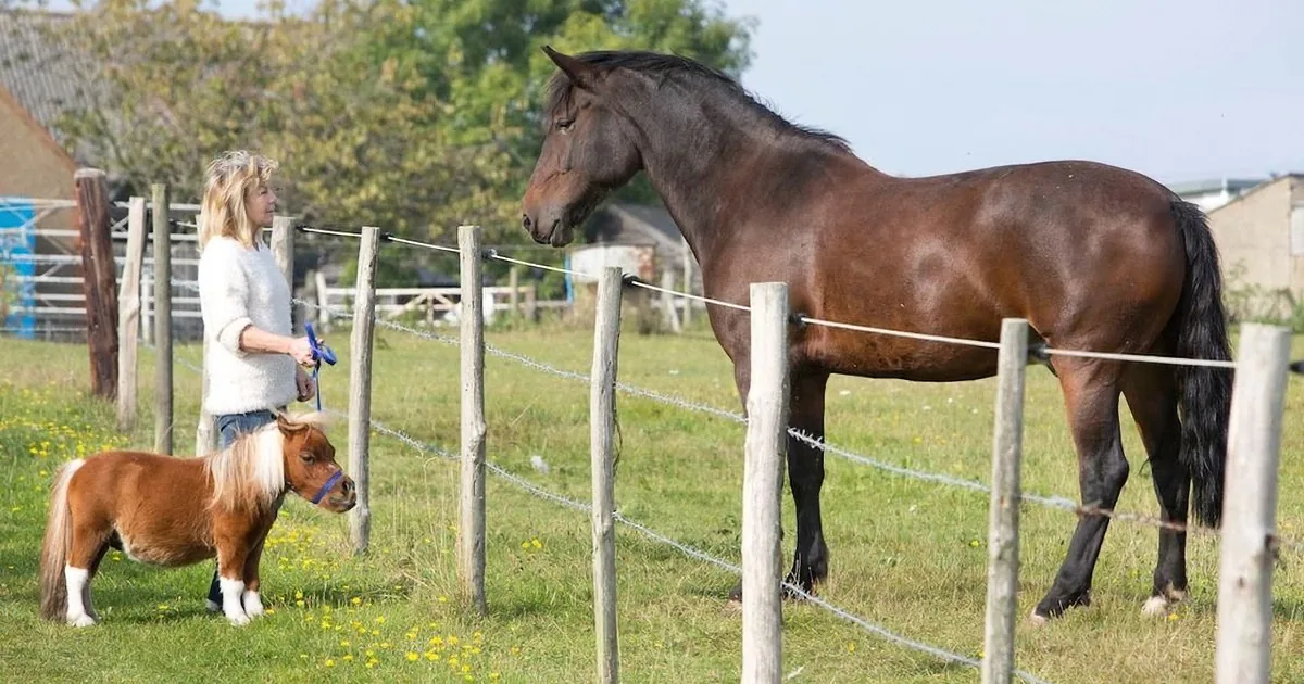 A woman stands near a fence with a large horse and a smaller pony in a grassy field.