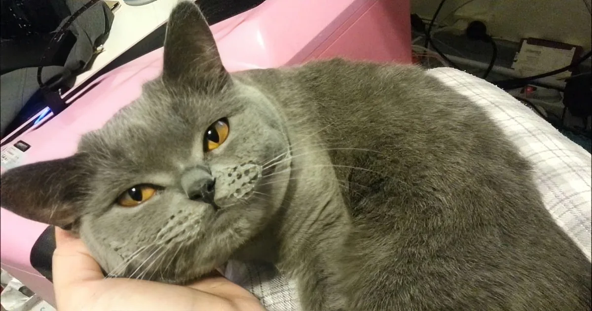 A gray cat with striking yellow eyes is being petted by a hand, lying on a checkered surface with a pink object nearby.