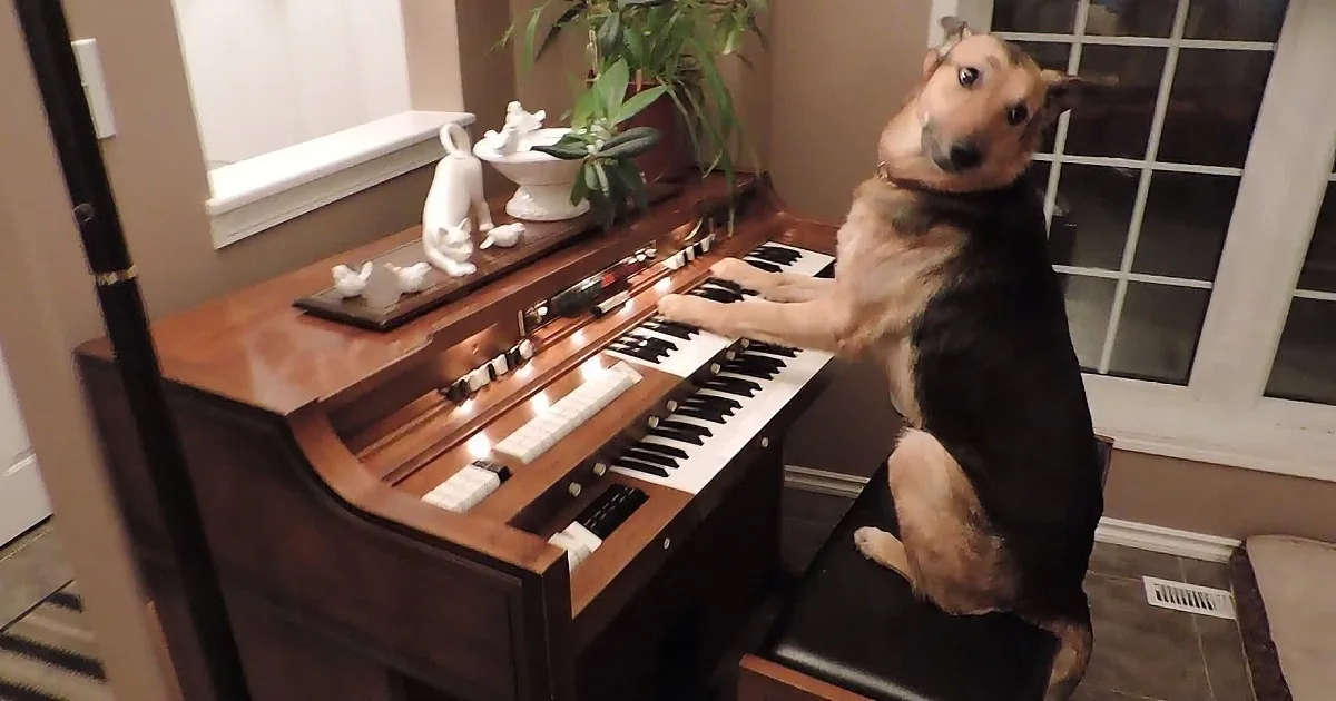 A dog is sitting at a piano, playing with its front paws on the keys.