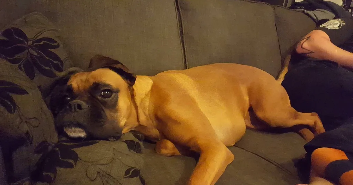 A Boxer dog with a black muzzle and tan coat is lying on a couch, looking relaxed.