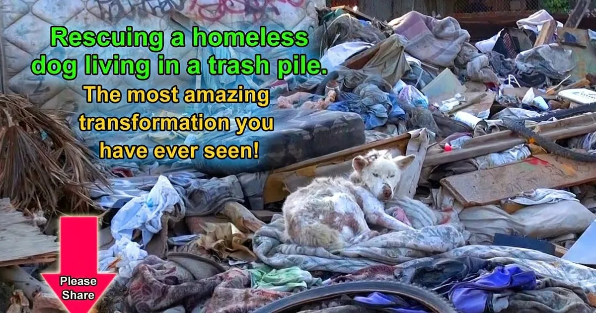A rescue dog sits amidst a chaotic pile of discarded items, surrounded by debris and trash.