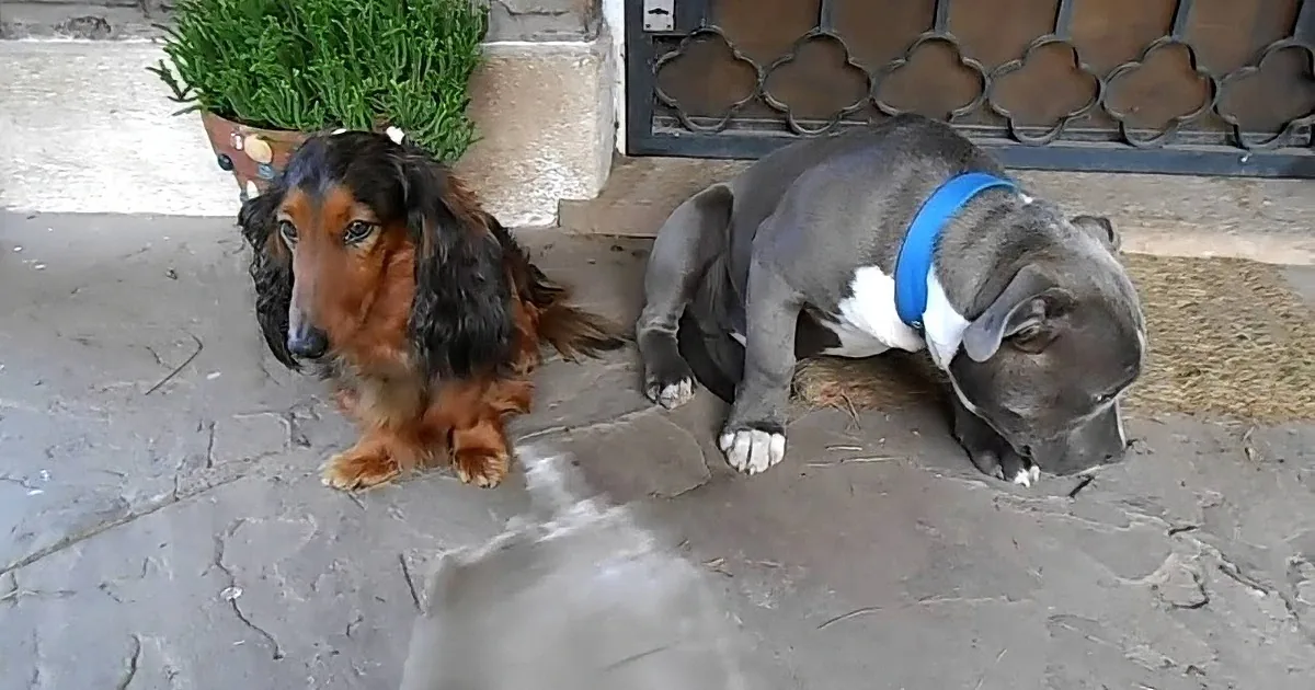 Daddy Questions Two Dogs Over Chewed Shoe. I Cracked up at the Pooch on the Right.