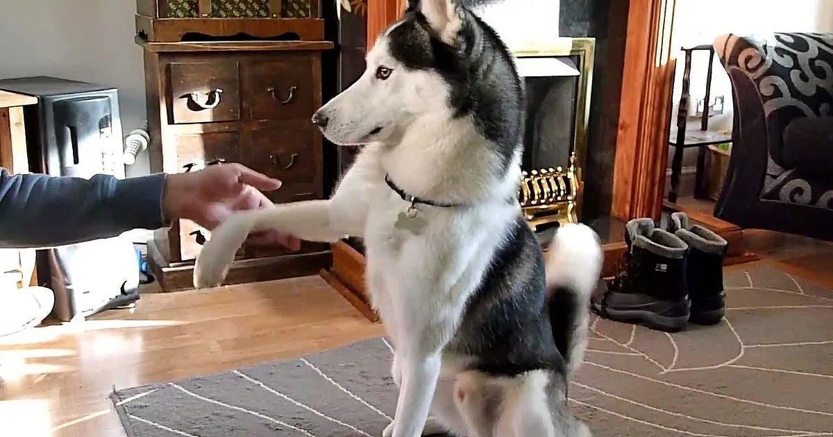 Young Huskie Is Told to Get the Mail. I Couldn''t Believe What He Did Next.