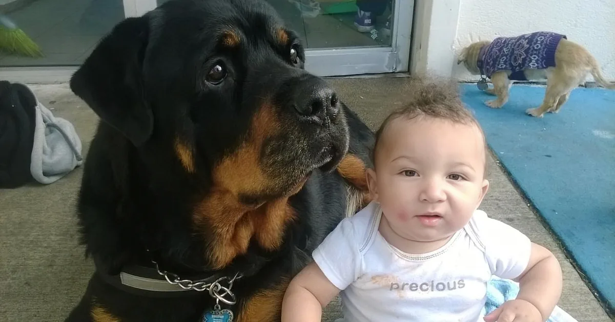A Rottweiler and a baby are sitting together, with the dog wearing a collar and the baby wearing a white shirt.