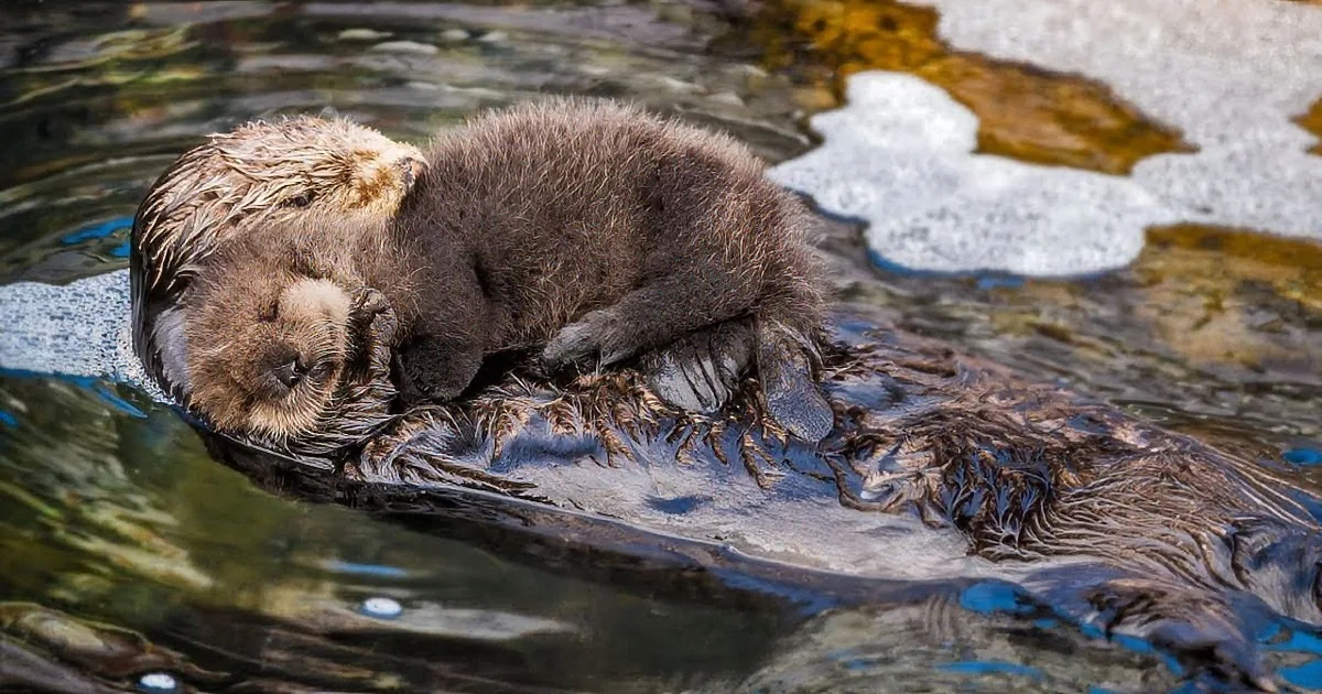 Mommy and Newborn Otter Rest at Aquarium. I Almost Melted From the Cuteness.