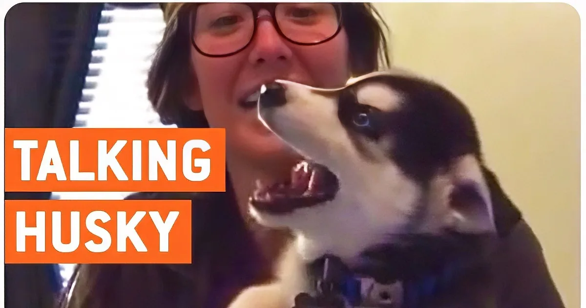 A person holding a husky puppy with text "TALKING HUSKY" overlaid.