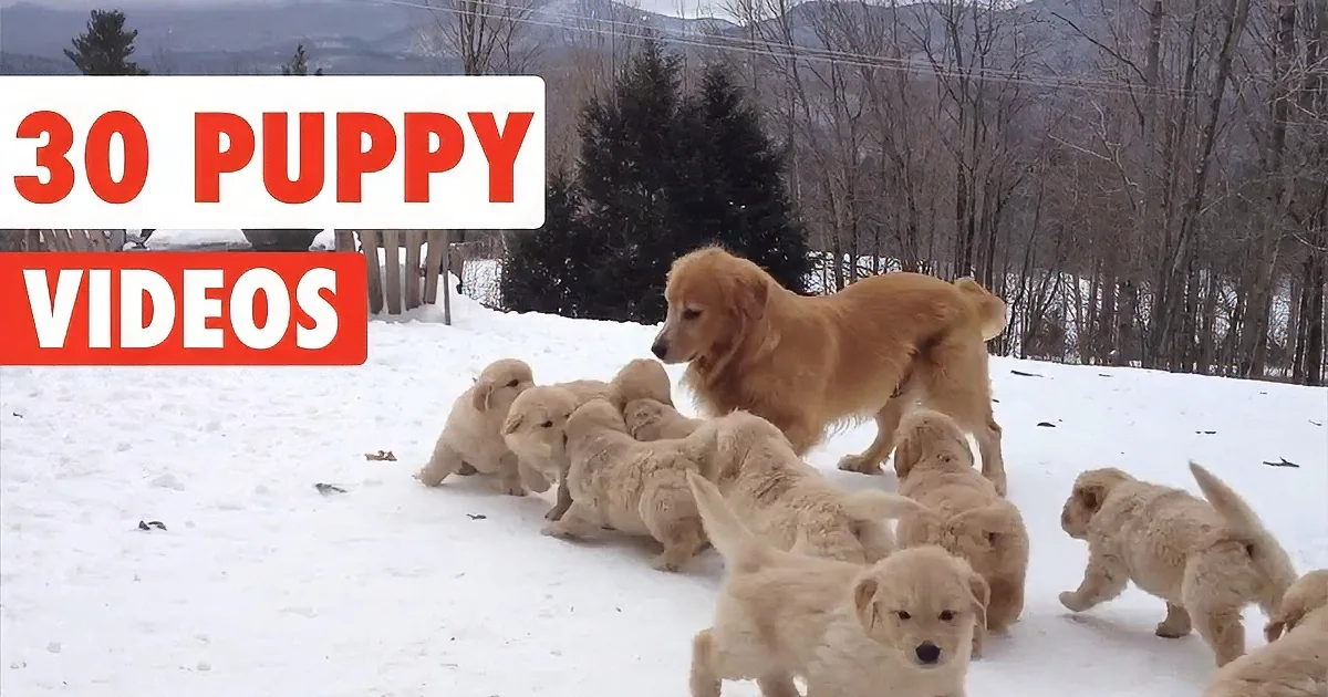 A golden retriever and her puppies play in the snow under a mountain backdrop.