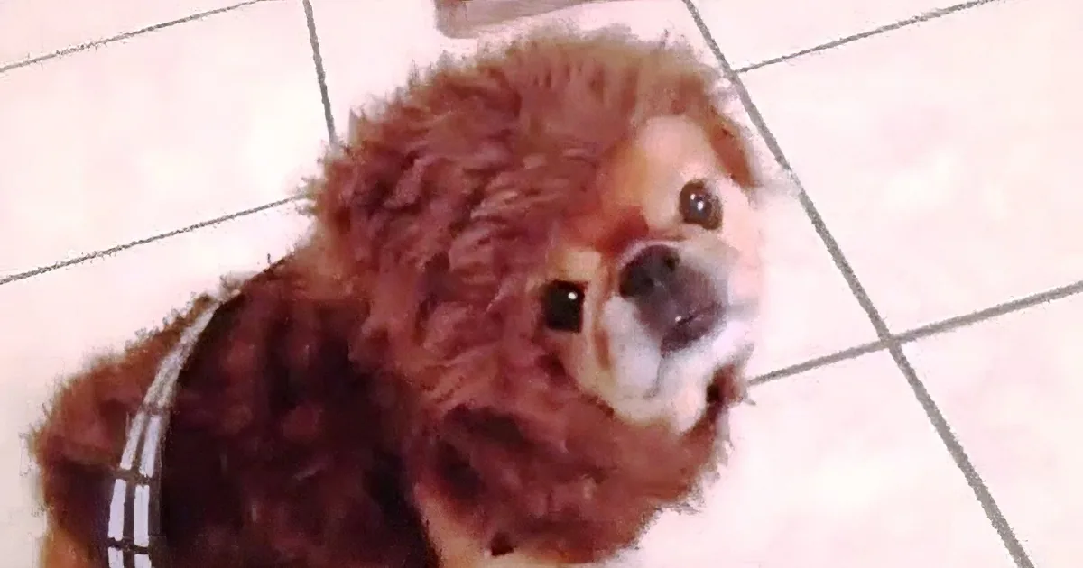 A small dog wearing a brown fuzzy costume with a harness sits on a tiled floor, looking up.