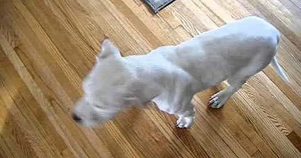 A white dog with a shaved body stands on a wooden floor, looking down.