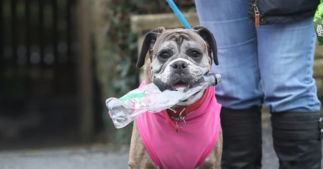 A dog in a pink vest holds a plastic bottle in its mouth, standing near a person in jeans and boots.