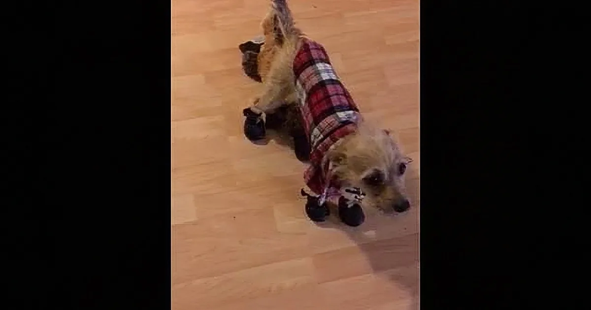A small dog wearing a plaid coat and boots walks on a wooden floor.
