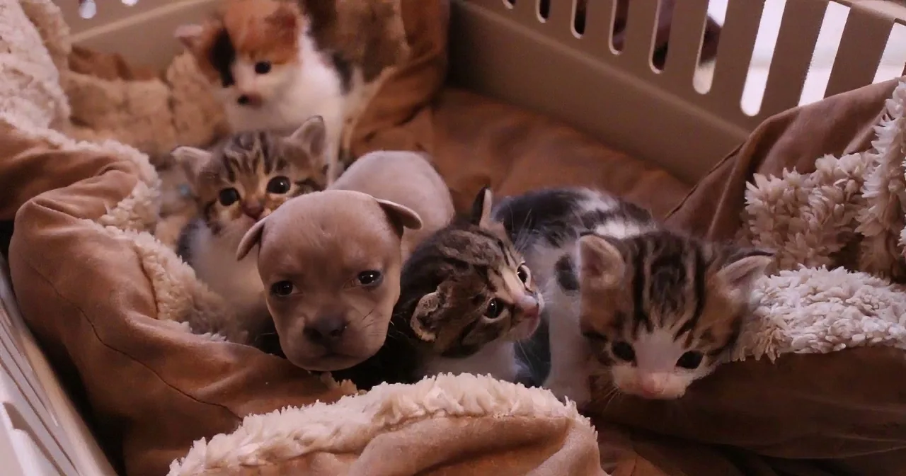 Tragically Orphaned Rescue Dog Find New Family in Cat and Her Litter of Kittens. Adorable!