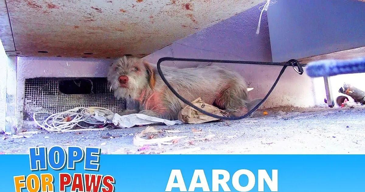 A young girl in a red shirt kneels beside a scruffy white dog under a car, reaching out.