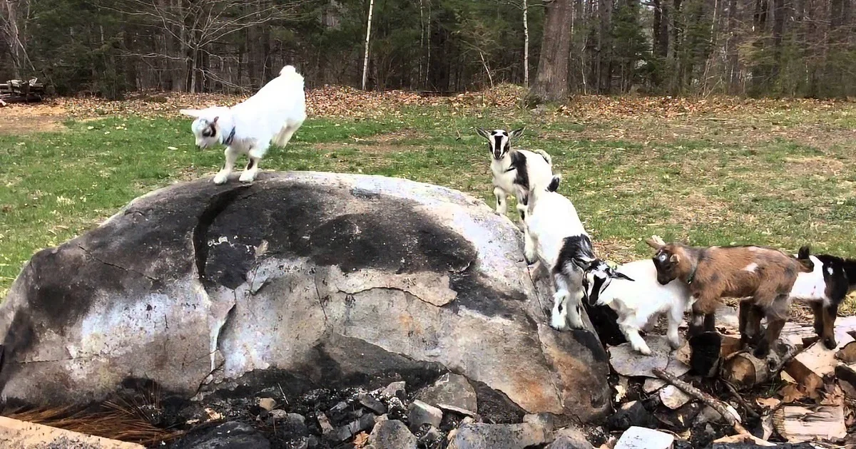 Huggable, Cute Baby Goats Have the Most Playful King of the Hill Game I''ve Ever Witnessed!