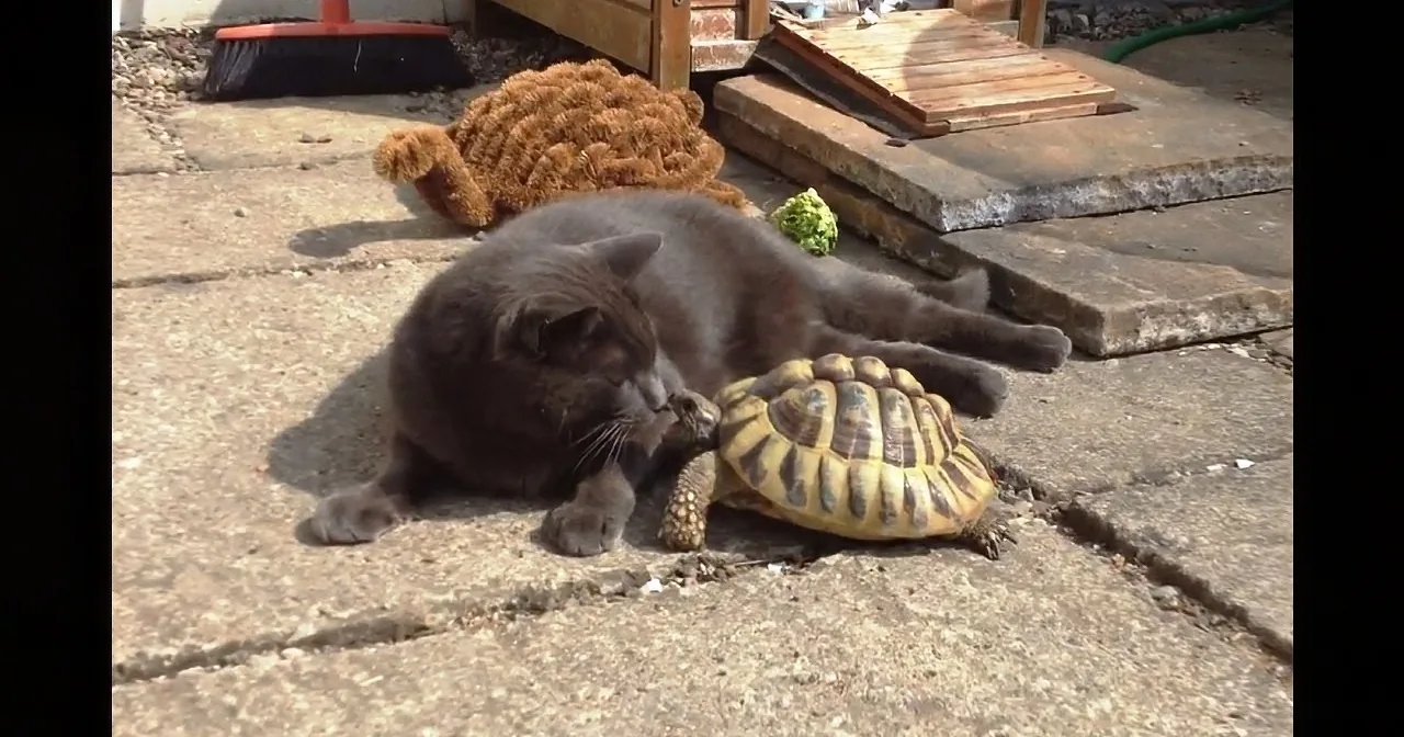 The Best Moments of ''Cats vs. Tortoises''... so Hilarious!