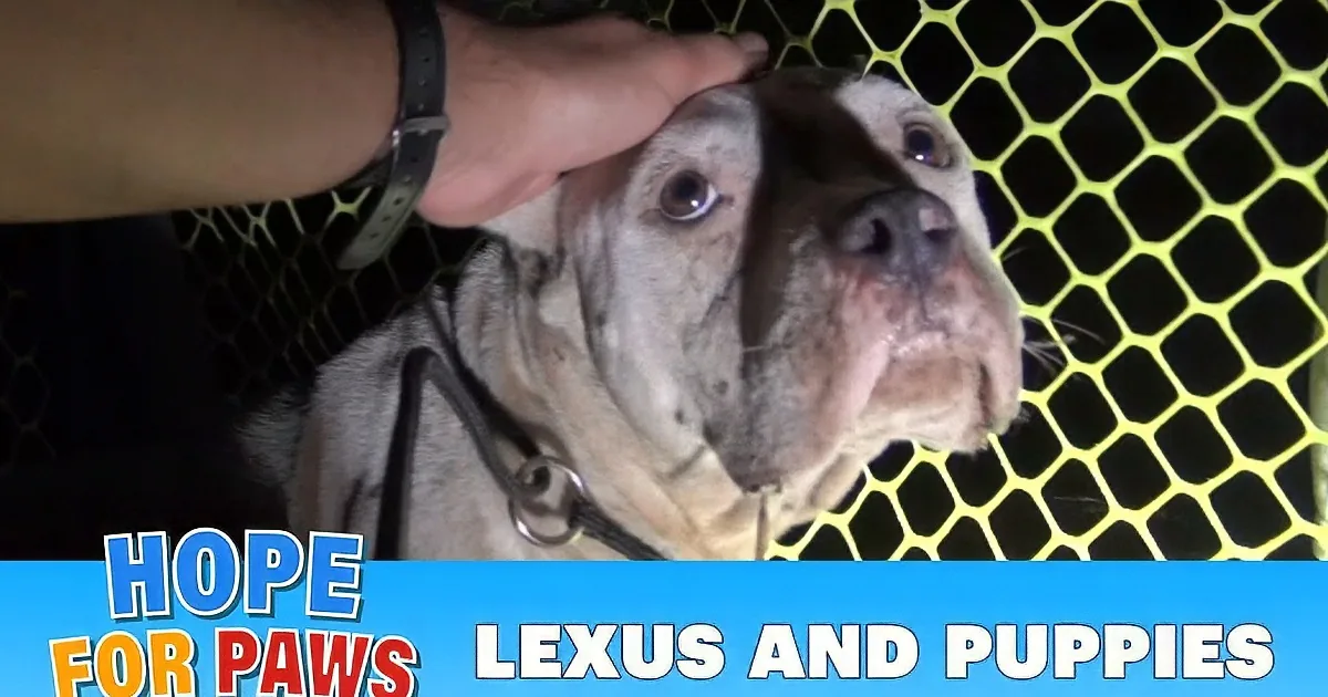 A hand pets a bulldog with a harness, standing behind a yellow netting.
