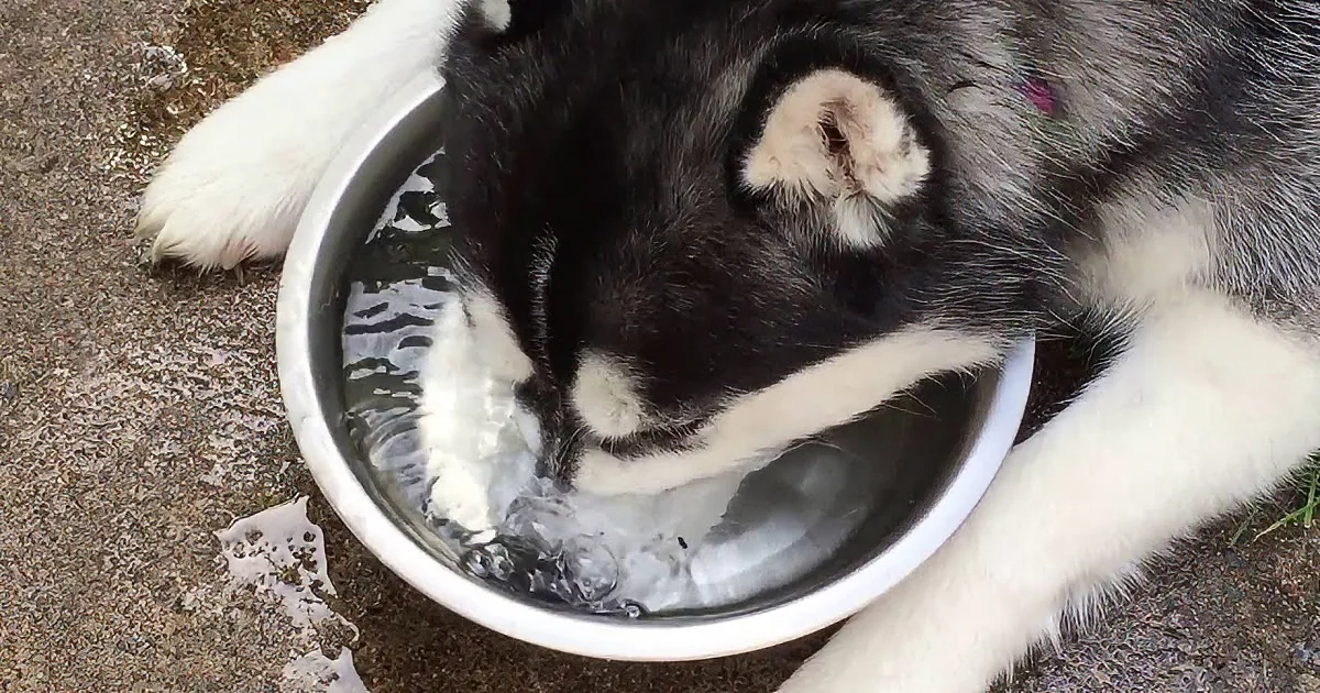 Precious Husky Has Sassy Side. You See How She Reacts to Mom? I Was Laughing Hysterically.