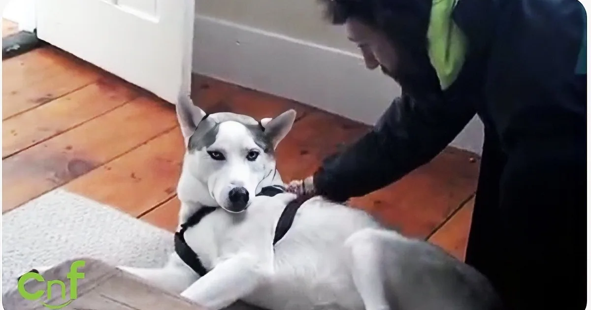 A person pets a white and gray dog lying on a wooden floor.