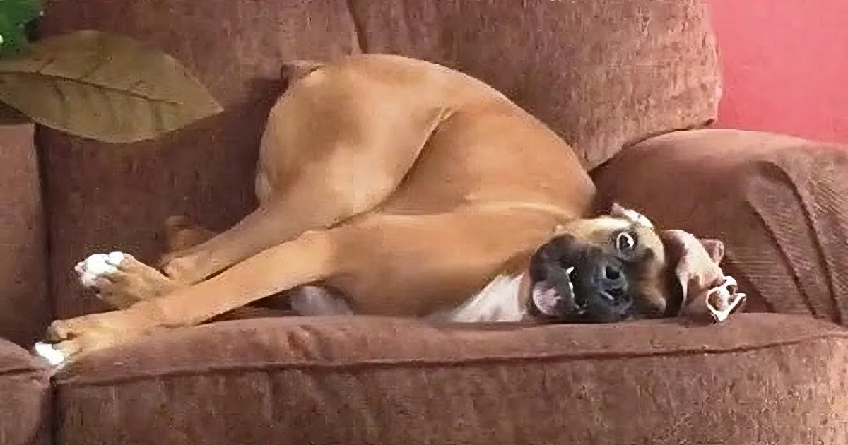 A relaxed dog lies on a brown couch, its head resting on the cushion, appearing to be asleep.
