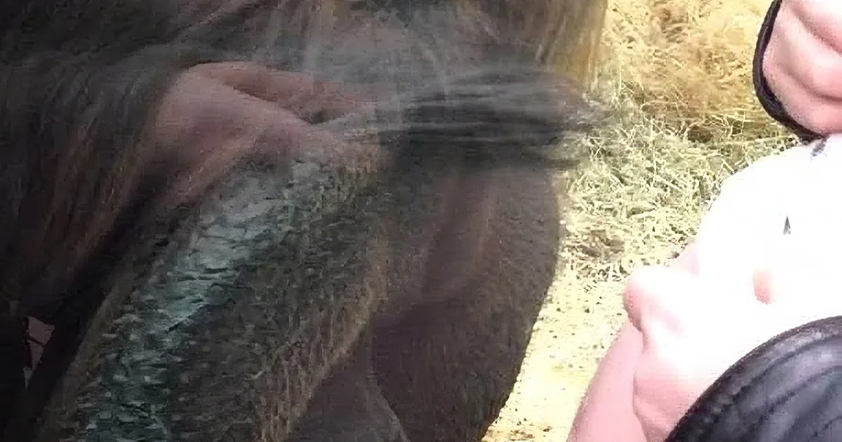 A close-up of a horse's head with a person's hand holding a white object near its ear.