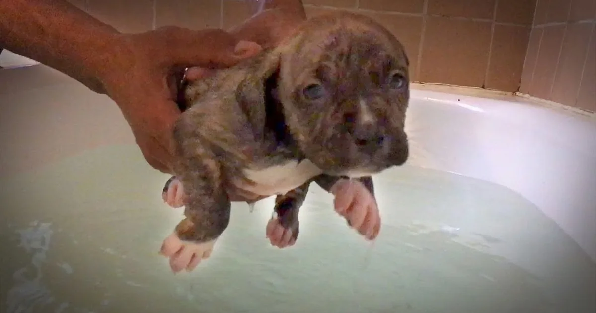 A small, wet puppy with a brown and white coat is being held above a bathtub filled with water.