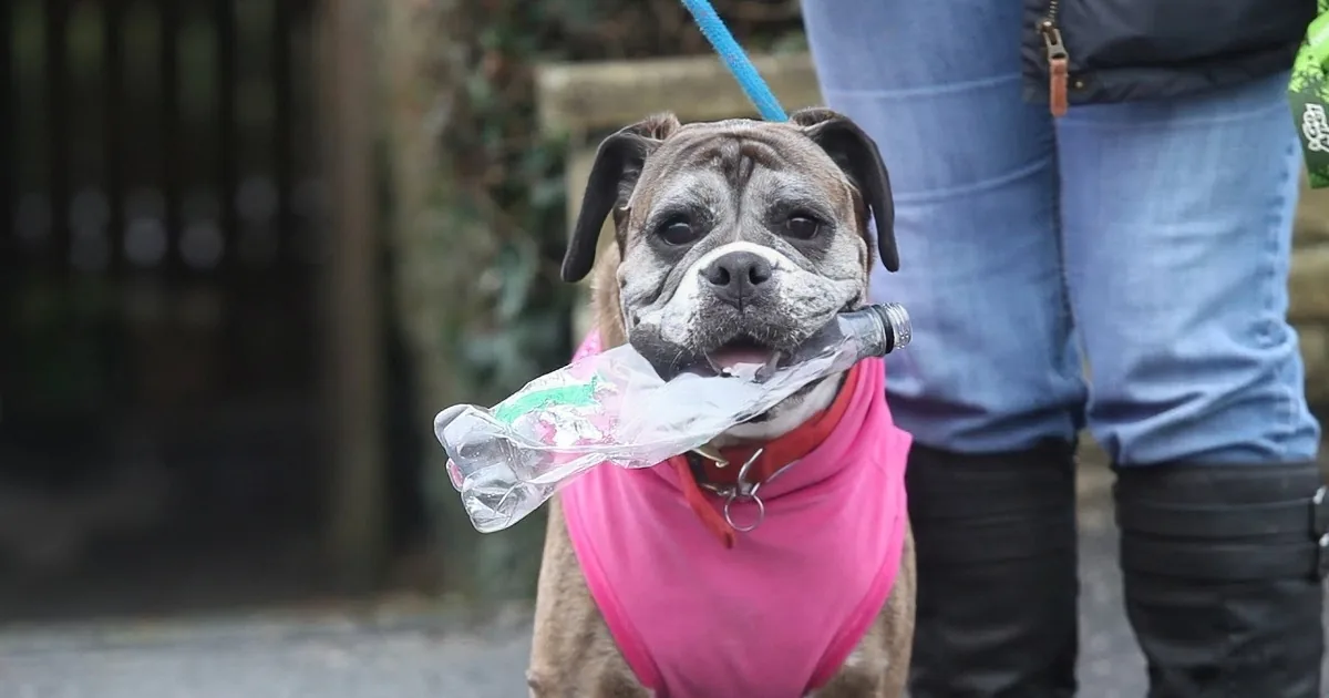 Mommy Takes Boxer out for Walk. She Picks up Plastic Bottles on the Street for the Best Reason.